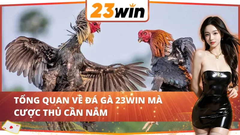 Đá Gà 23Win - Thiên Đường Giải Trí Số Một Cho Kê Thủ Năm 2025 2 Đôi nét cơ bản về đá gà tại 23Win