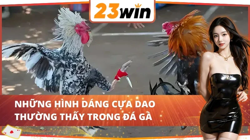 Đá Gà Cựa Dao Với Vô Vàn Trận Chiến Chọi Gà Nảy Lửa Tại 23WIN 3 03 hình dáng cựa trong Đá Gà Cựa Dao 23WIN