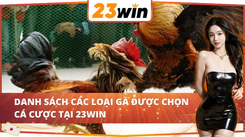 Đá Gà Cựa Sắt - Hình Thức Cá Cược Ăn Khách Bậc Nhất 23Win 4 Top các loại gà trong đá gà cựa sắt