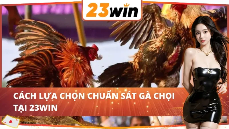 Đá Gà Cựa Sắt - Hình Thức Cá Cược Ăn Khách Bậc Nhất 23Win 5 Bí kíp chọn gà của các cao thủ trong đá gà cựa sắt