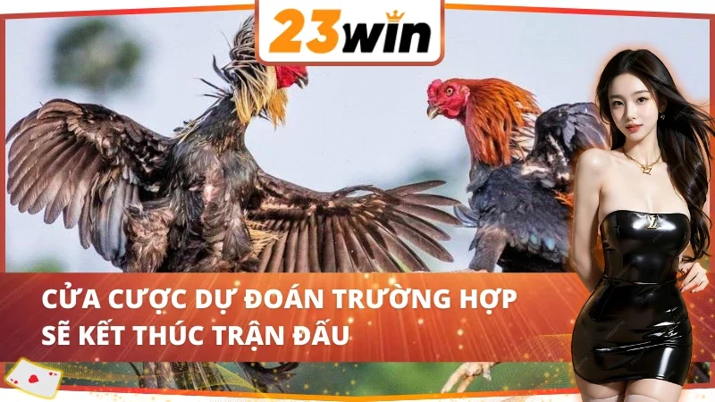 Đá Gà Philippines - Vô Vàn Kèo Hấp Dẫn Đang Chờ Đợi ae 23WIN 6 Đá Gà Philippines 23WIN với cửa cược kết thúc trận