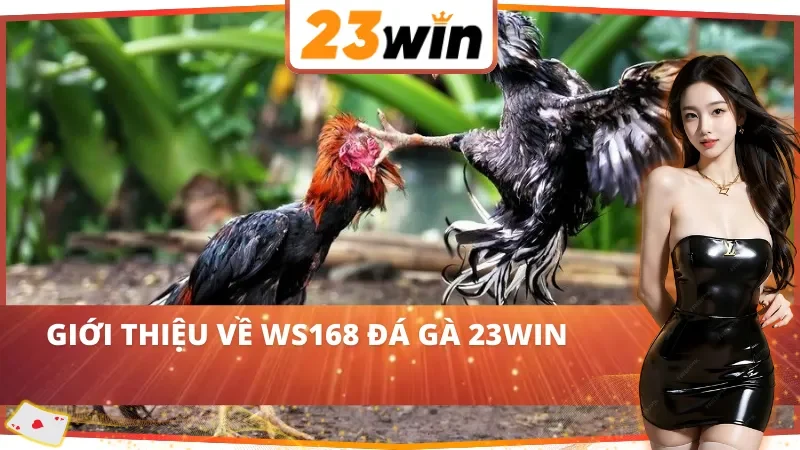 WS168 Đá Gà – Trường Gà Sôi Động Riêng Cho AE Cược Thủ 23WIN 2 Thông tin chung về WS168 Đá Gà 23WIN