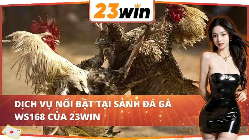 WS168 Đá Gà – Trường Gà Sôi Động Riêng Cho AE Cược Thủ 23WIN 3 Các lựa chọn nổi bật tại WS168 Đá Gà 23WIN